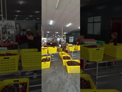 Filato cucirino del poliestere